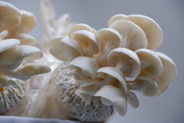 Yüksek Kaliteli Bhutan İstiridye Mantarları Mantar Ürünleri İçin Kullanışlı