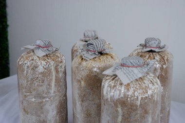 Bahçe Dersleri İçin Uygun Talaş Üzerinde İstiridye Mantarı Yetiştirme Teknikleri