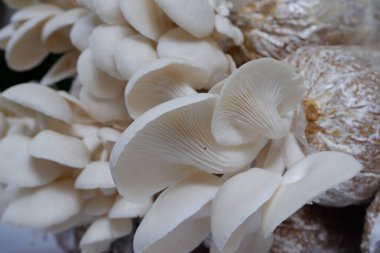 Çevrimiçi Pazarlama İçin Taze İstiridye Mantarları İnternet Siteleri İçin İdeal