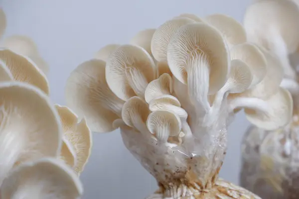 Plastik Torbalarda İstiridye Mantarı Yetiştirme Teknikleri Tarım Kitapları İçin Kullanışlı