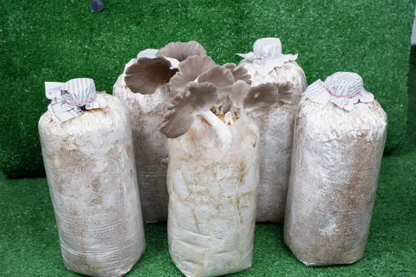 Plastik poşetlerde taze istiridye mantarlarının fotoğrafları. Sancak Tasarımları ve Tanıtım Malzemeleri İçin Mükemmel