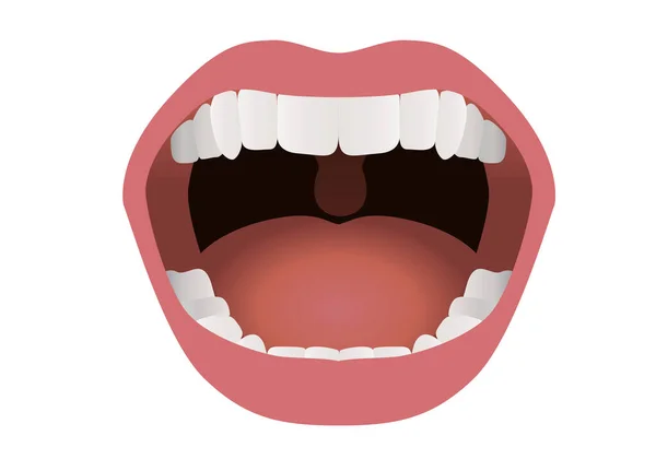 Medical Illustration Open Mouth Showing Teeth Tongue Lips — Stock Vector
