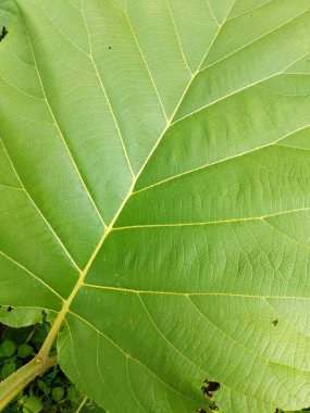 Bir ağacın yaprağı