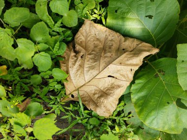 Yerdeki kuru yaprak