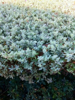 Güzel botanik fotoğrafı, doğal duvar kağıdı.
