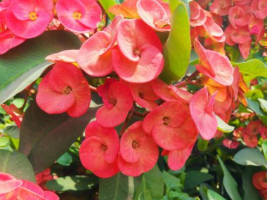 Güzel botanik fotoğrafı, doğal duvar kağıdı.