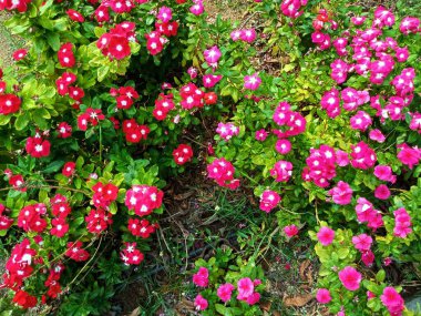 Bahçede kırmızı ve beyaz çiçekler