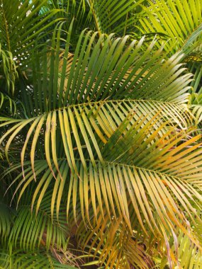 Palmiye yaprakları, doğa arka planı