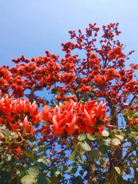 Червоні Квіти Саду — стокове фото