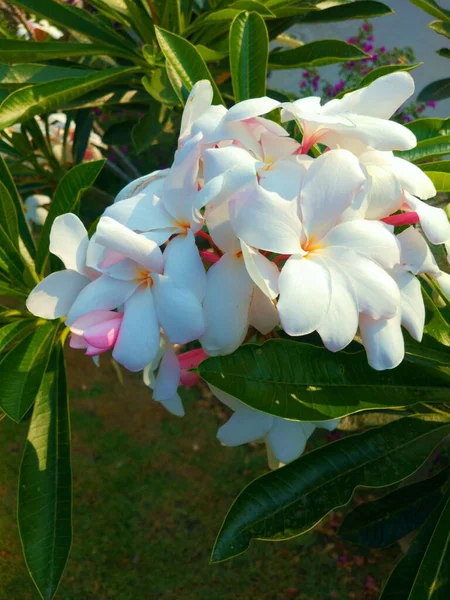Белый Цветок Оперы Розовым Листом — стоковое фото