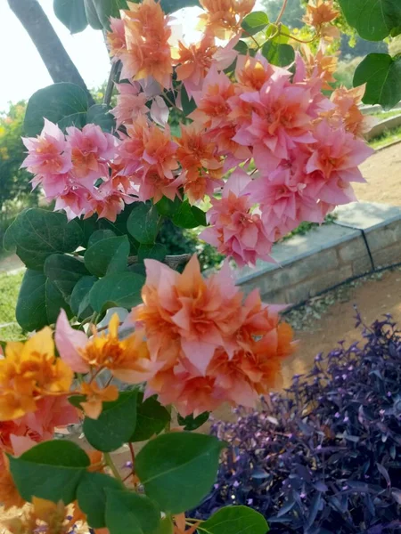 花园里美丽的花 — 图库照片