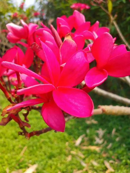 Belle Fleur Orchidée Rouge Dans Jardin — Photo