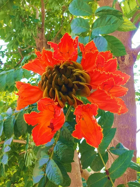 Röda Och Vita Blommor Trädgården — Stockfoto