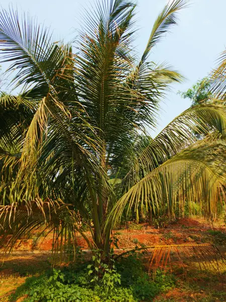 palm tree in the forest