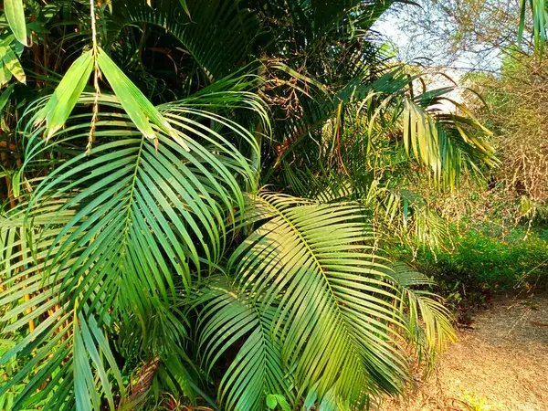 Palmbomen Tuin Flora Gebladerte Thailand — Stockfoto