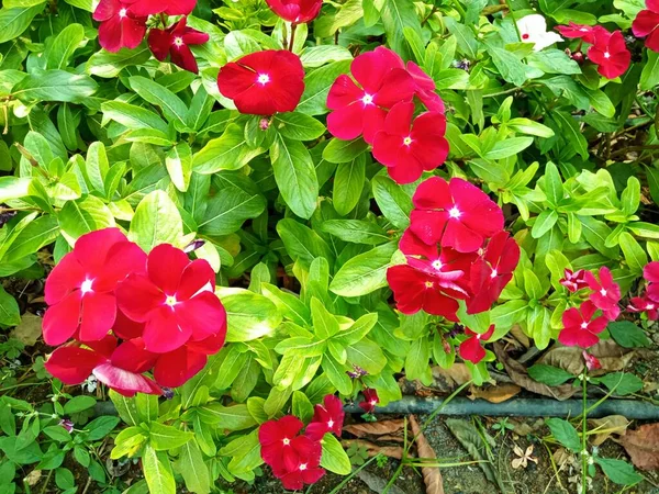 Gyönyörű Vörös Virágok Kertben — Stock Fotó