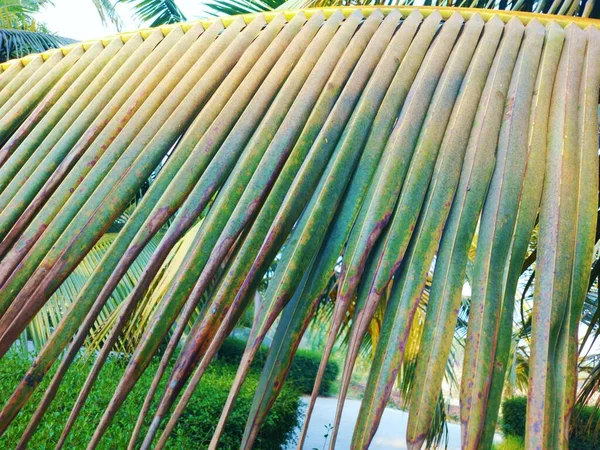 Parkta Güzel Tropik Palmiye Yaprakları — Stok fotoğraf