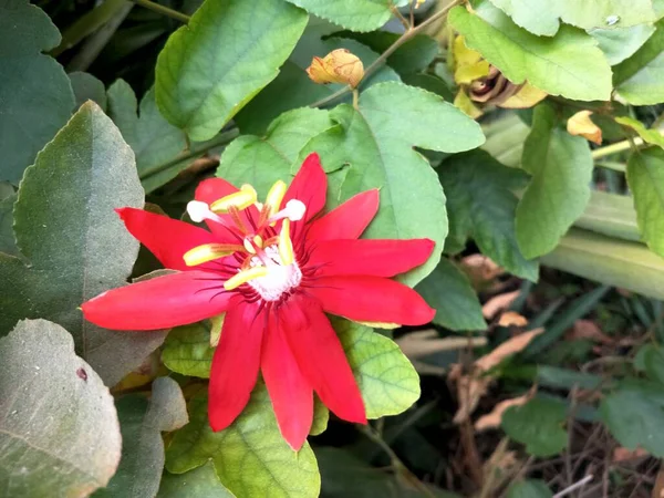 Fleur Rouge Dans Jardin — Photo