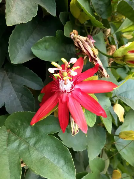 Bela Flor Vermelha Jardim — Fotografia de Stock