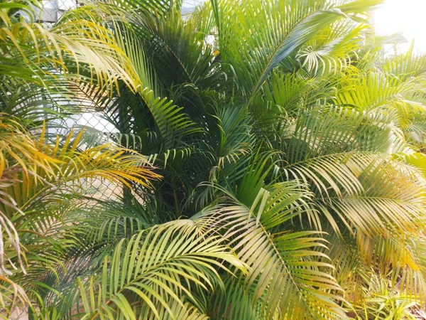 Palm Leaves Green Foliage Tropical Flora Close High Quality Photo — Stock Photo, Image