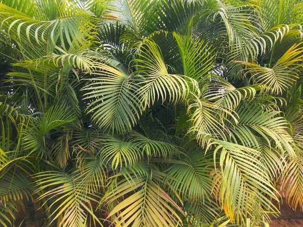 Пальма Саду — стоковое фото