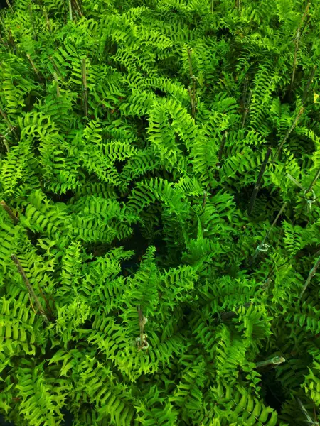 Close Fern Leaves Forest — Stock Photo, Image