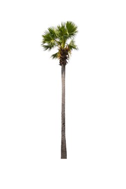 Beyaz arkaplanda izole edilmiş şeker palmiyesi