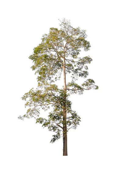 Árvore Isolada Bonita Fundo Branco — Fotografia de Stock