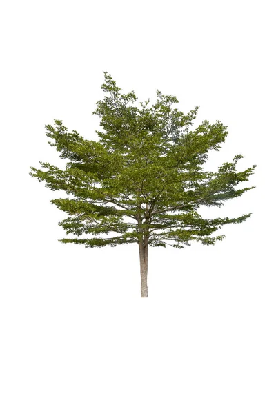 Beyaz Arkaplanda Izole Edilmiş Güzel Ağaç — Stok fotoğraf