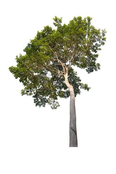 Árvore Isolada Bonita Fundo Branco — Fotografia de Stock