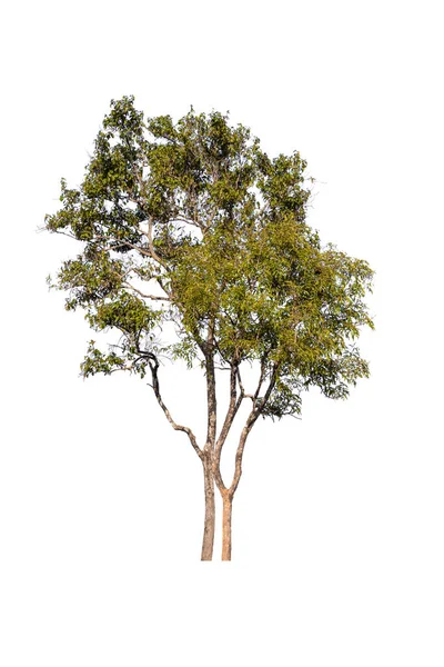 Дерево Выделено Красивым Белом Фоне — стоковое фото