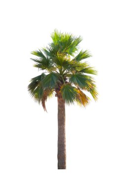 Washingtonia robusta palm tree Ornamental plants beautiful isolated on white background