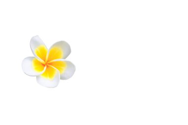 Beyaz arka plan ve kırpma yolu (ortak ad pocynaceae, Frangipani, Pagoda ağacının, tapınak ağaç izole Plumeria çiçek 