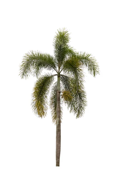 Украшенное Пальмовое Дерево Красивое Белом Фоне — стоковое фото