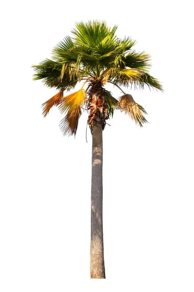 Washingtonia Robusta Palm Träd Prydnadsväxter Vacker Isolerad Vit Bakgrund — Stockfoto