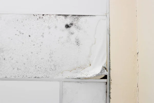 Yeso Mohoso Techo Agua Fuga Descomposición Agujero Interior Edificio Oficinas — Foto de Stock