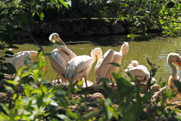 Group Great White Pelicans Pelecanus Onocrotalus Bank Pond — Stock Photo, Image