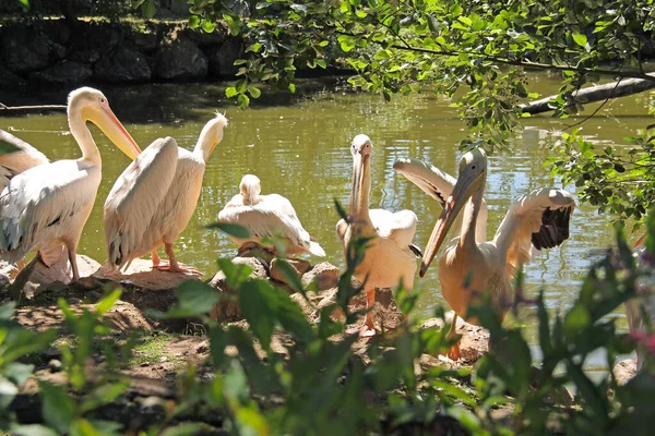 Группа Больших Белых Пеликанов Pelecanus Onocrotalus Берегу Пруда — стоковое фото