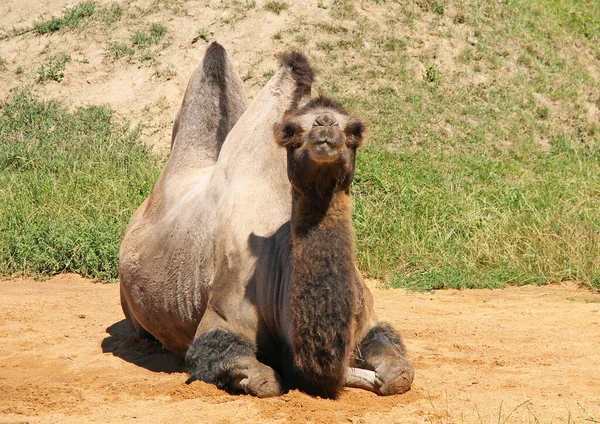 Camelo Bactriano Camelus Bactrianus Que Descansa Banha Sol — Fotografia de Stock
