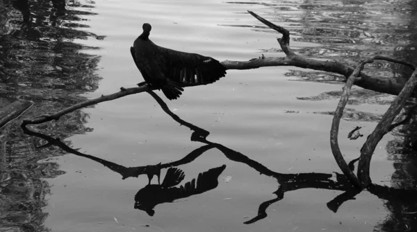 Zwart Wit Foto Van Grote Aalscholver Phalacrocorax Carbo Zittend Tak — Stockfoto