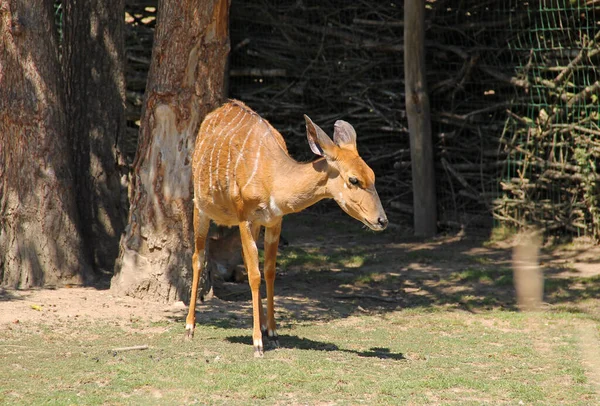Nyala Antelope Semale Traphus Angasii — стоковое фото