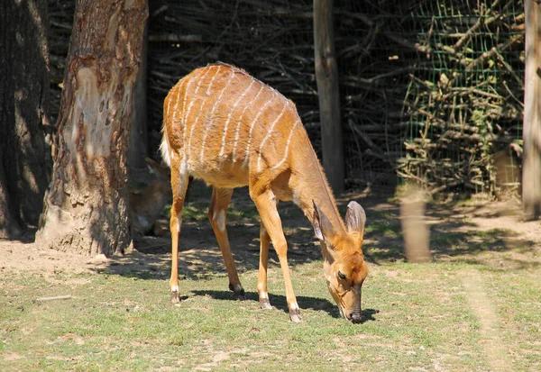 Nyala Antilopa Samice Tragelaphus Angasii Pasoucí Trávě — Stock fotografie