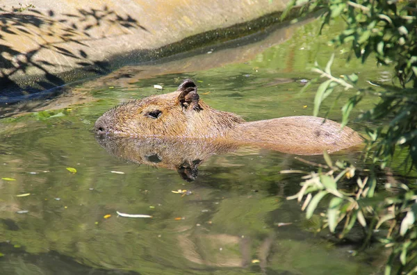 Capybara Hydrochoerus Hydrochaeris Dünyanın Büyük Kemirgeni Olan Suda Yüzer — Stok fotoğraf