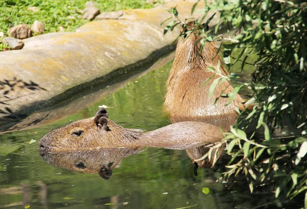 Twee Capibara Hydrochoerus Hydrochaeris Die Zwemmen Het Water Grootste Knaagdieren — Stockfoto
