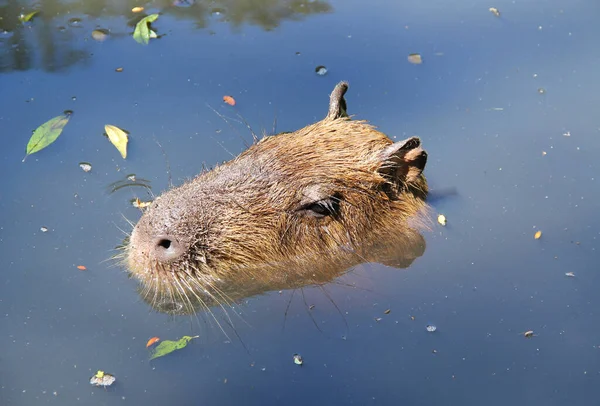 Porträtt Capybara Hydrochoerus Hydrochaeris Som Simmar Vattnet Världens Största Gnagare — Stockfoto