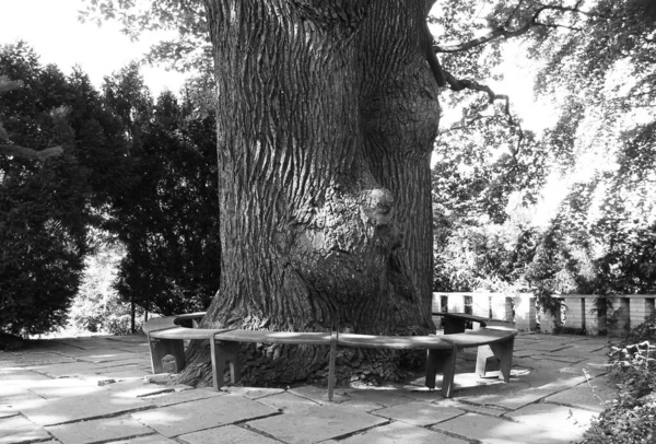 Black White Photo Old Fat Tree Park Plzen Czech Republic — Stock Photo, Image