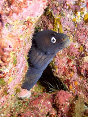 Vertical underwaterr shot of a Muraena Augusti, black moray eel in natural reef column at the Canary Islands.