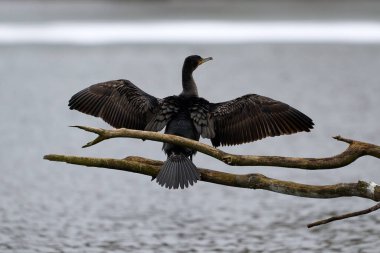Büyük bir karabatak (Phalacrocorax Carbo) gölün önündeki bir dalda kanatlarını kurutuyor.