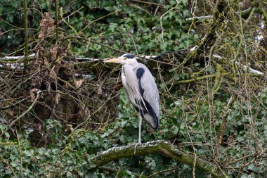 Bir gri balıkçıl (Ardea cinerea) ön yeşil çalılıklarda bir dalda dinleniyor. Doğal vahşi yaşam sahnesi.