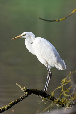 Büyük Beyaz Akbalıkçılın (Ardea Alba) bir gölün önündeki dikey portresi. Heron doğal ortamında.